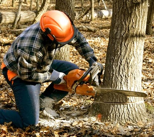 Tree Removal in Suches, GA